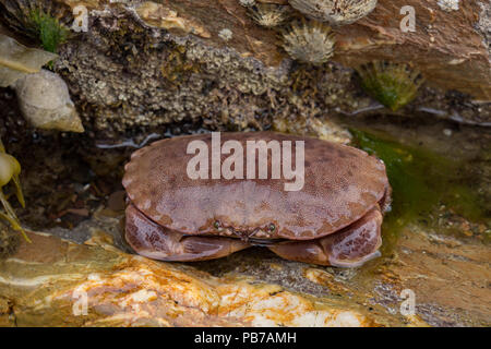 Pagurus de cancer du crabe comestible dans la piscine de roche. Écosse Banque D'Images