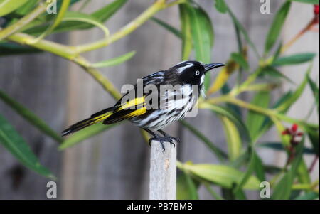 New Holland mangeur de miel, d'oiseaux d'Australie Banque D'Images