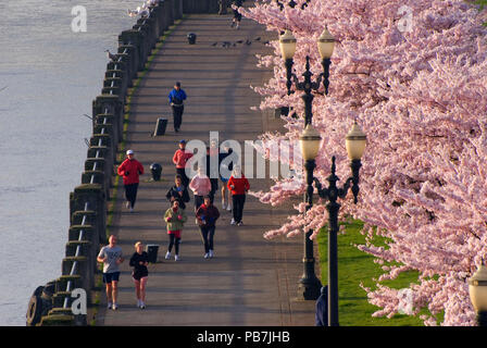 Promenade côtière avec des cerisiers de Steele Bridge, Tom McCall Waterfront Park, Portland, Oregon Banque D'Images