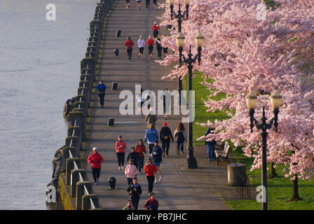 Promenade côtière avec des cerisiers de Steele Bridge, Tom McCall Waterfront Park, Portland, Oregon Banque D'Images