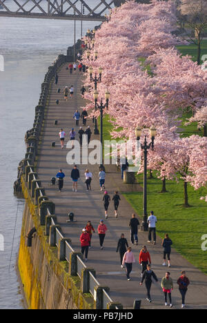 Promenade côtière avec des cerisiers de Steele Bridge, Tom McCall Waterfront Park, Portland, Oregon Banque D'Images