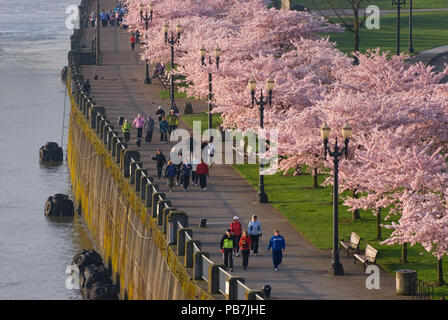 Promenade côtière avec des cerisiers de Steele Bridge, Tom McCall Waterfront Park, Portland, Oregon Banque D'Images