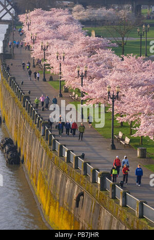 Promenade côtière avec des cerisiers de Steele Bridge, Tom McCall Waterfront Park, Portland, Oregon Banque D'Images