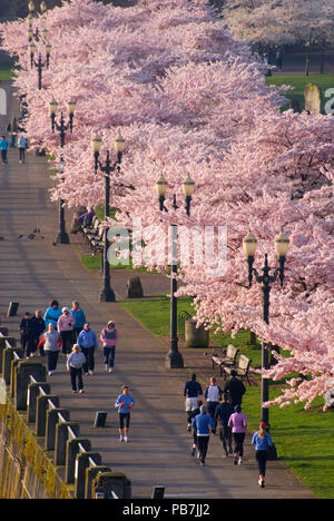 Promenade côtière avec des cerisiers de Steele Bridge, Tom McCall Waterfront Park, Portland, Oregon Banque D'Images