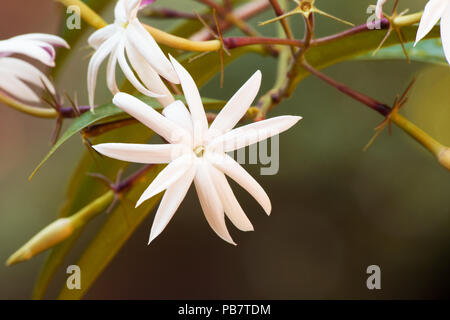 Jasmine Star en fleur sur fond naturel Banque D'Images