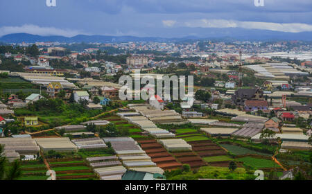 Les plantations de légumes dans la région de Dalat, Vietnam. Da Lat est situé à 1500 m au-dessus du niveau de la mer sur le Plateau Langbian. Banque D'Images