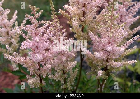 Astilbe rose en pleine floraison Banque D'Images