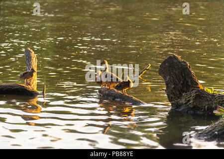 La famille de canards en bois assis sur un journal. Chaude soirée d'été Banque D'Images