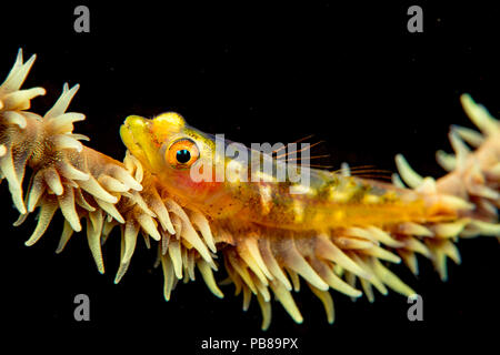 Examiner de près d'un fil, Bryaninops yongei corail sur le fil, avec des coraux c'est étendu, les polypes Hawaii. Banque D'Images
