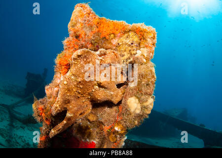 Poisson grenouille de Commerson, Antennarius commersoni, partage ce post sur le site d'une épave avec une cigale de mer sculptée, Parribacus antarcticus, qui Banque D'Images