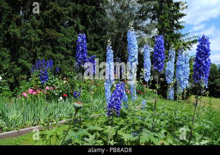 Lupin fleurs dans un jardin près de Bolzano, Italie. Banque D'Images