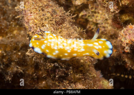 L'dorid nudibranch, Hypselodoris imperialis est une espèce de pseudoscorpions de la famille Chromodorididae, New York. Banque D'Images