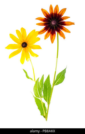 Rudbekka jaune fleurs sur fond blanc. Studio Photo Banque D'Images