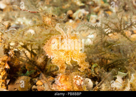 Le stumpy épines ou seiche seiche naine, Sépia bandensis, peuvent être trouvés dans les eaux côtières des Philippines. Banque D'Images