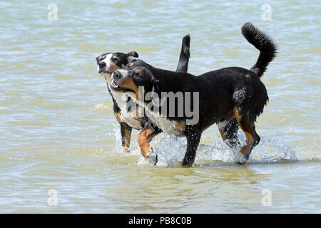 Deux Bouvier Bernois courir le long de la côte sur une journée d'été Banque D'Images