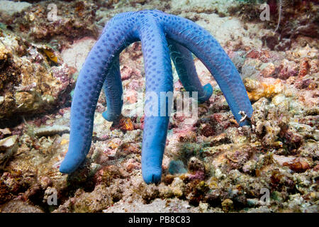 Cette seastar/mer, de Linckia laevigata, est perché aussi haut qu'il peut pour voies de rejets de spermatozoïdes dans l'espoir de produire dans l'avenir Banque D'Images