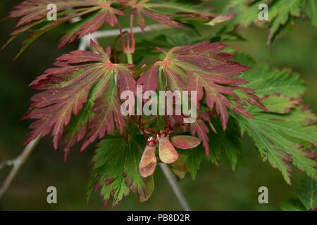Feuilles d'érable rouge et vert avec gousses Banque D'Images