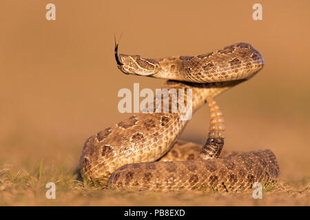 Crotale des prairies (Crotalus viridis viridis), affichage de la menace, le Dakota du Sud, USA Septembre. Séquence 1 de 3 Banque D'Images