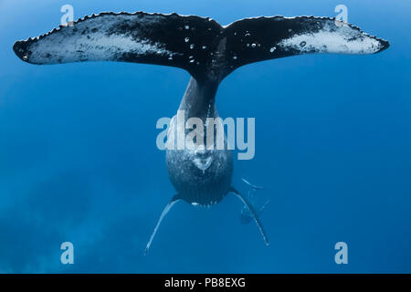 Baleine à bosse (Megaptera novaeangliae), fluke de femelle avec veau mâle jouer ci-dessous, Vava'u, Tonga, l'océan Pacifique. Banque D'Images