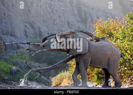 L'éléphant africain (Loxodonta africana), bull essayant d'attirer des femmes, de la rivière Hoanib, Namibie, novembre. Banque D'Images