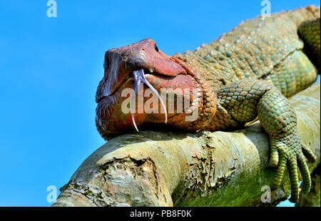 Le nord de lézard caiman (Draecena guianensis) se produit en captivité en Amérique du Sud. Banque D'Images