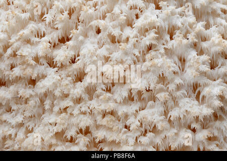 Dent de corail champignon (Hericium coralloides), massif des Albères, Pyrénées, France, octobre. Banque D'Images