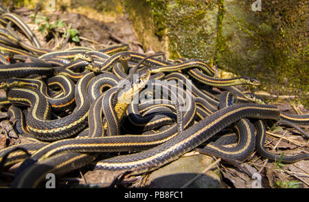 Côté rouge couleuvres (Thamnophis sirtalis parietalis) à l'extérieur de l'hibernation dens, Narcisse Snake Dens, Manitoba, Canada. Le serpent au premier plan est une femelle . Elle est entourée par les petits hommes. Les cavernes abritent plus de 50 000 de couleuvres, ce qui en fait la plus grande concentration de serpents sur la planète. Juin Banque D'Images