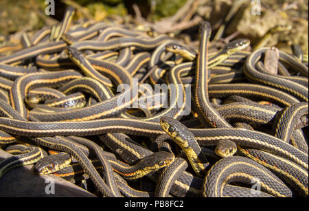 Côté rouge couleuvres (Thamnophis sirtalis parietalis) à l'extérieur de l'hibernation. Narcisse Snake Dens, Manitoba, Canada. Les cavernes abritent plus de 50 000 de couleuvres, ce qui en fait la plus grande concentration de serpents sur la planète. Ces hommes sont à la recherche pour les femmes. Juin Banque D'Images