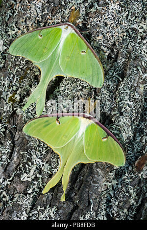 Papillons (Actias luna luna) Nouveau Brunswick, Canada, juin. Banque D'Images