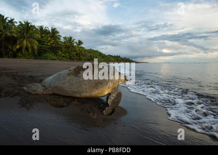 Tortue verte Chelonia mydas (femelle) de retourner à la mer, Parc National de Tortuguero, Costa Rica. Banque D'Images