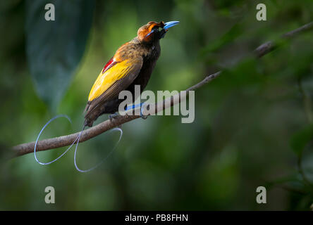 Magnifique Oiseau de Paradis (Diphyllodes magnificus) mâle, montane highlands près de Mount Hagen, Enga Province, la Papouasie-Nouvelle-Guinée. Endémique. Banque D'Images