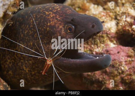 Murène géante (Gymnothorax javanicus) nettoyées par Scarlet cleaner shrimp (Lysmata amboinensis) Ambon en Indonésie Banque D'Images