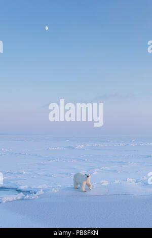 L'ours polaire (Ursus maritimus) sur glace avec lune à la fin de l'hiver, Svalbard, Spitzberg, Norvège, Avril Banque D'Images