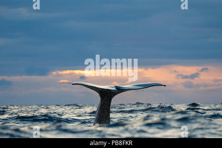 Le cachalot (Physeter macrocephalus) fluke queue visible comme whale plongées. l'extérieur Andoya, Norvège Mars Banque D'Images