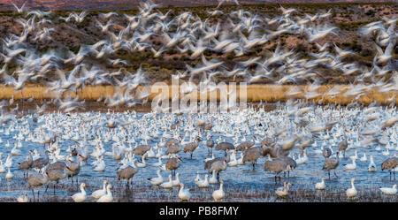 La grue du Canada (Grus canadensis) et l'oie des neiges (Chen caerulescens) Bosque del Apache National Wildlife Refuge, New Mexico, USA, décembre. Banque D'Images