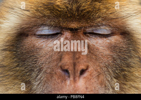 Macaque de Barbarie (Macaca sylvanus) close up portrait, Gibraltar, Gibraltar Réserve Naturelle Banque D'Images