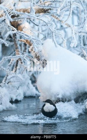 Cinclus cinclus balancier (européenne) sur la glace à côté de flux, l'hiver, la Finlande. Février. Banque D'Images