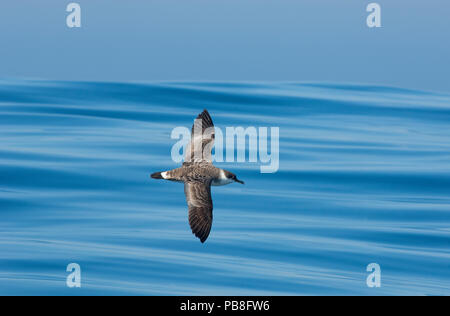 Grand (Puffinus gravis) en vol, Calheta Beach, Portugal, Octobre. Banque D'Images