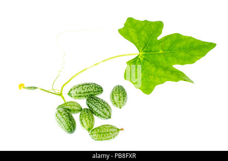 Melothria scabra, souris sweet melon délicieux, légumes fruits, feuilles d'usine mexicaine. Studio Photo Banque D'Images