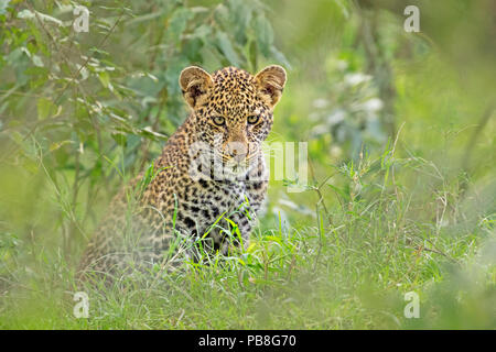 African Leopard (Panthera pardus) young cub. Masai Mara, Kenya, Afrique. Septembre. Banque D'Images