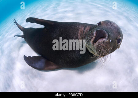 Lion de mer australien (Neophoca cinerea) juvenile en eau peu profonde sur des fonds marins de l'île de Sable, Carnac, l'ouest de l'Australie. Banque D'Images