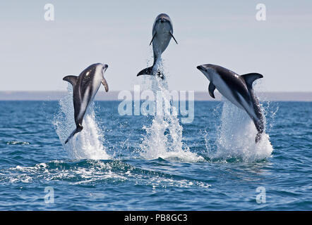 Les dauphins (Lagenorhynchus obscurus) marsouinage, Puerto Madryn, Argentine, péninsule Valdez, décembre. Banque D'Images