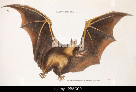 Illustration d'une chauve-souris vampire (Vespertilio vampyrus) publié en 1800 par Heath George Shaw 'Zoologie Zoologie générale ou systématique", dans lequel le comportement alimentaire des chauves-souris vampire sont décrites. Cependant c'est une erreur d'identification et le dessin est d'un Indien fruitbat (Pteropus giganteus) Banque D'Images