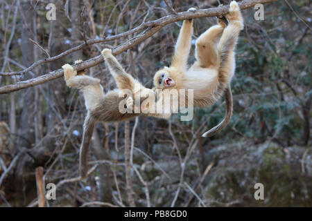 Rhinopithecus roxellana Golden Monkey (juvéniles), montagnes Qinling, jouant de la Chine. Banque D'Images