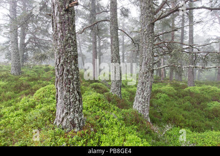 Un tapis de Blaeberry (Vaccinium myrtillus) chez le pin sylvestre (Pinus sylvestris), forêt, forêt Rothiemurchus Parc National de Cairngorms, en Écosse, au Royaume-Uni, en juin. Banque D'Images