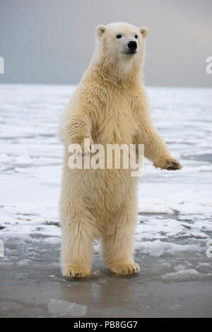 Les jeunes ours polaires (Ursus maritimus) debout sur ses pattes, Bernard Spit, 1002, Arctic National Wildlife Refuge, versant nord, Alaska, USA, octobre. Les espèces vulnérables. Banque D'Images