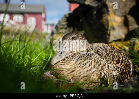 L'eider à duvet (Somateria mollissima) oeufs couvaison canards nichent à l'extérieur unusally abritait une spécifiques pour faciliter la collecte de plumes de duvet, Lanan, île de l'Archipel de Vega, Norvège, juin Banque D'Images