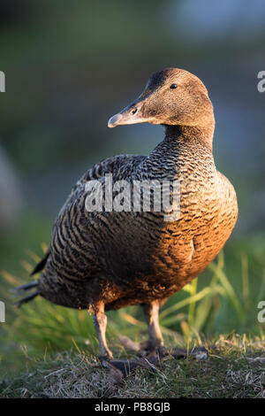 L'eider à duvet (Somateria mollissima) portrait féminin, le bas est recueillie à partir de canards sauvages sur l'île de Lanan, archipel de Vega, la Norvège Juin Banque D'Images