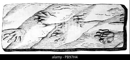 1632 L'évolution des Mondes 0226 Banque D'Images