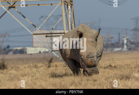 Du dehorned White rhino pour la protection contre le braconnage en Afrique du Sud libre de droit au format paysage with copy space Banque D'Images